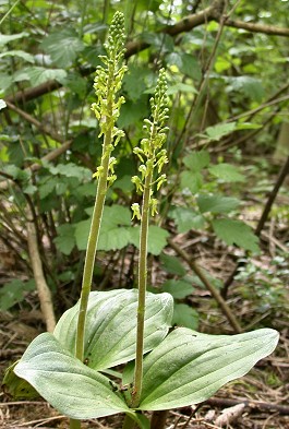 Grotekeverorchis090503